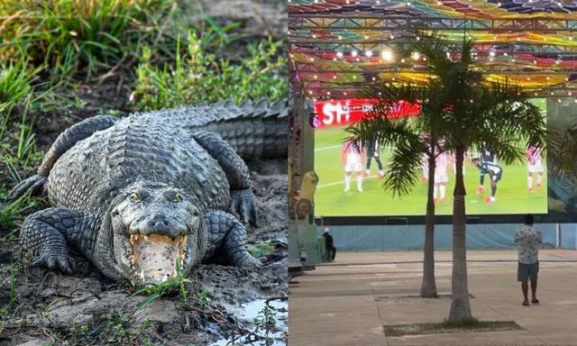 Trớ trêu: Khu xem World Cup miễn phí ế ẩm vì nằm giữa... đầm lầy cá sấu, muốn vào phải đi bộ qua vùng từng có cá sấu tấn công người