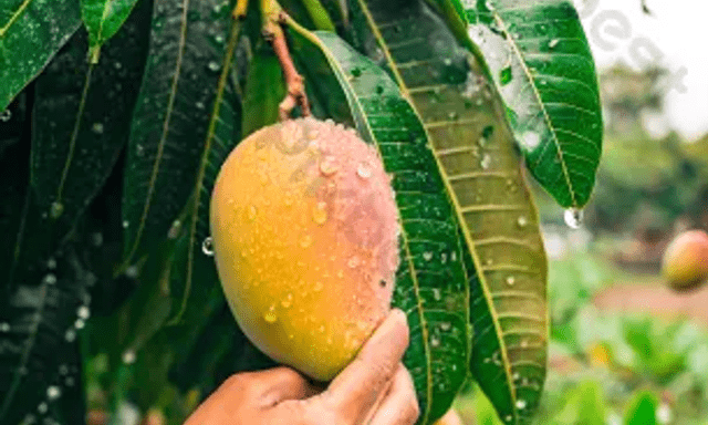 Tiếc mấy quả xoài, người đàn ông suýt liệt cả đời