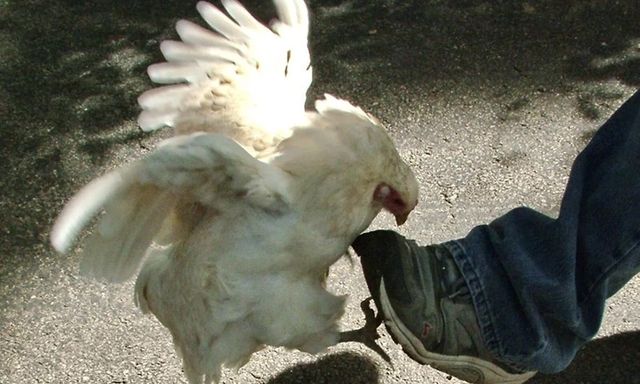 Một cụ ông ở Hưng Yên nguy kịch sau khi gà mổ vào chân
