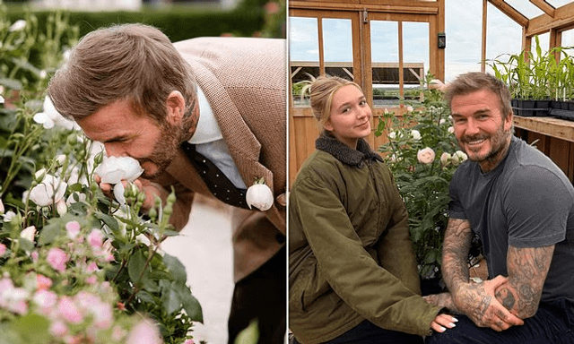 Tiểu thư Harper tự tay thiết kế bông hồng đặc biệt tặng bố, David Beckham liền mang bó hoa đi đăng kí thương hiệu mới 