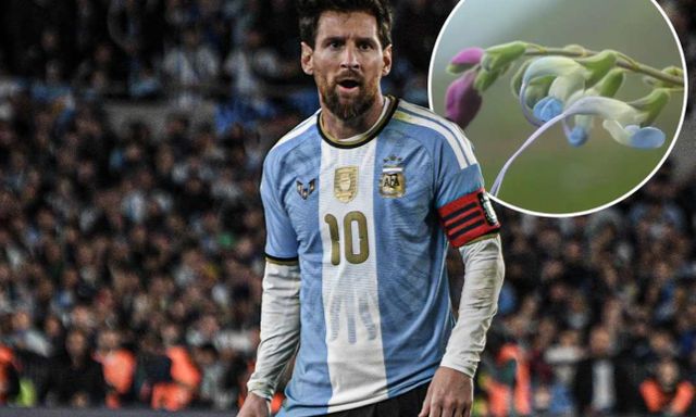 Xuất hiện bông hoa Messi trên thế giới 