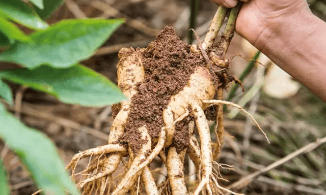 Loại cây từ rễ đến ngọn đều là “nhân sâm của người nghèo”, nhiều vùng quê có đừng bỏ phí