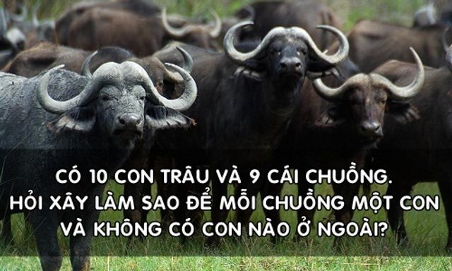 Làm sao để nhốt đều 10 con trâu vào 9 cái chuồng? Đáp án đơn giản đến không ngờ nhưng chưa chắc bạn đã nghĩ ra