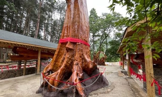 Vì sao cây gỗ Kim Tơ Nam Mộc có thể được bán với giá hơn 934 tỷ đồng/cây nhưng không ai dám trồng?