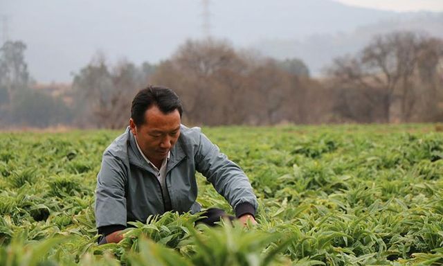 Phát hiện người đàn ông sinh năm 1984 bán rau kiếm hơn 37 tỷ đồng/năm