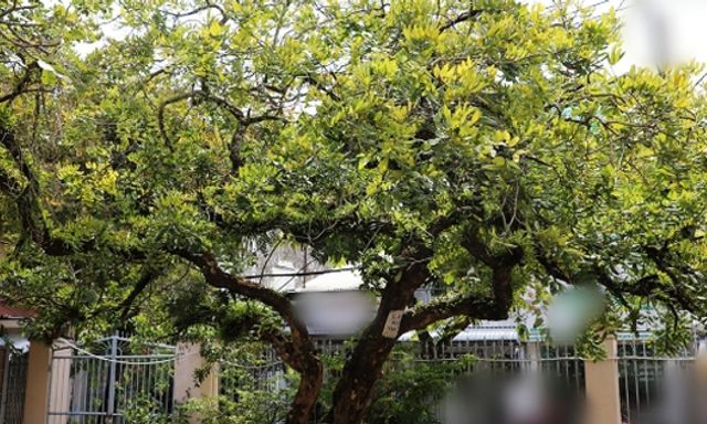 Loại cây hàng đầu được NASA đánh giá cực cao, nhà nào cũng nên có