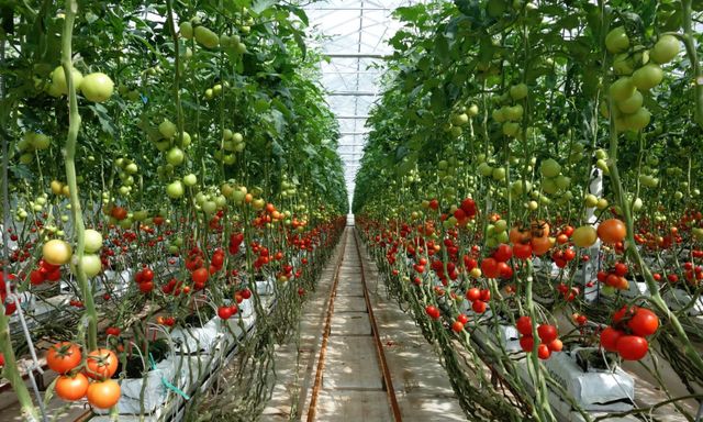 Ung thư rất “sợ” 6 loại thực phẩm này: dễ kiếm ở Việt Nam nhưng không phải ai cũng biết tận dụng