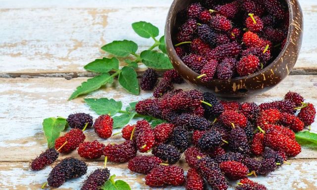 Loại quả mọc dại ở Việt Nam: rẻ hơn 30 lần việt quất nhưng dinh dưỡng lại tương đương