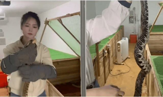 Bỏ phố về quê, cô gái 9x nuôi 60.000 con rắn: Doanh thu khiến nhiều người bất ngờ