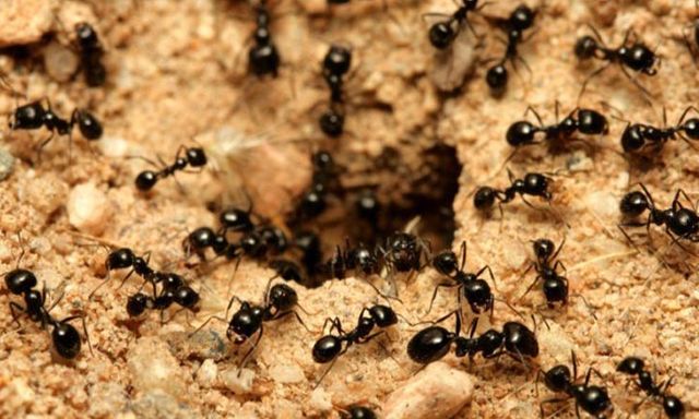 Kiến xuất hiện ngày càng nhiều vào mùa hè: 5 nguyên liệu có sẵn trong bếp giúp xua đuổi chúng mà không cần dùng hóa chất