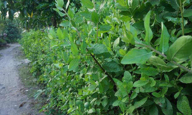 Loài cây mọc đầy ở hàng rào, bờ bụi: Nấu được nhiều món ăn, công dụng khiến không ít người bất ngờ 