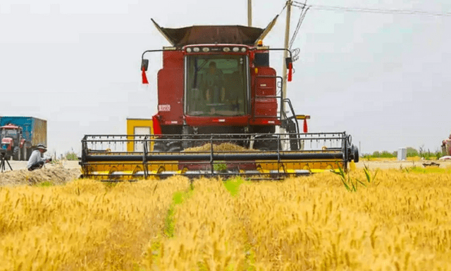 Trung Quốc khiến thế giới sửng sốt: Trồng lúa mì ở vùng đất ‘chết’ với sản lượng 4,5 tấn/ha, 90% cây sống 'ngon ơ' sau bão cát, từ 30 người làm nay chỉ cần 4