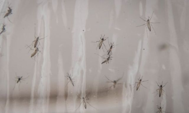Mỹ xem xét thả 32 triệu con muỗi nhiễm vi khuẩn tự nhiên ra môi trường: Chuyện gì đây?