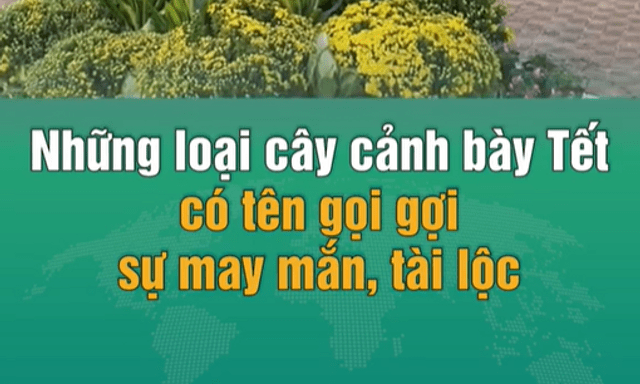Những loại cây cảnh bày Tết có tên gọi gợi sự may mắn, tài lộc và vượng khí