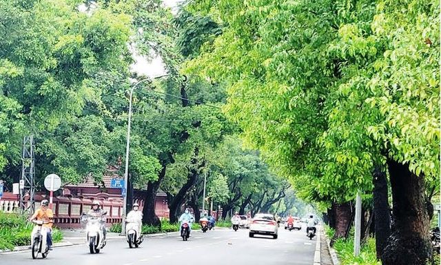 Thêm 3 tỉnh bị Bộ Công an yêu cầu cung cấp tài liệu về dự án cây xanh, danh sách ngày càng dài