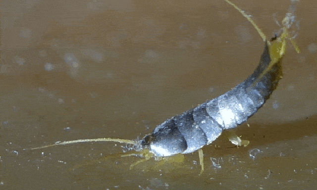 Loài vật được ví với 