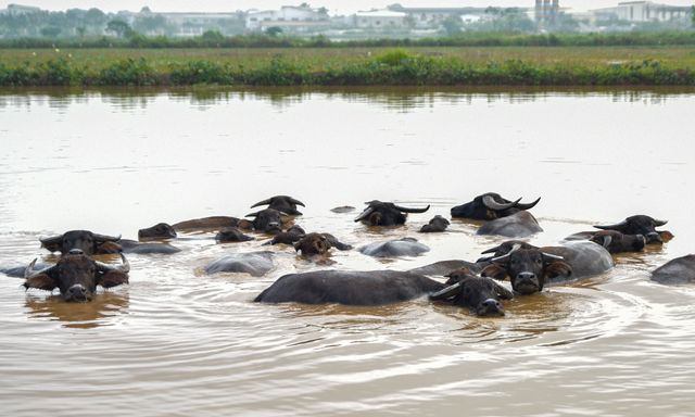 Siêu dự án 230ha trên “đất vàng” Hà Nội ôm đất gần 20 năm không triển khai, nay vào tay đại gia đến từ TPHCM