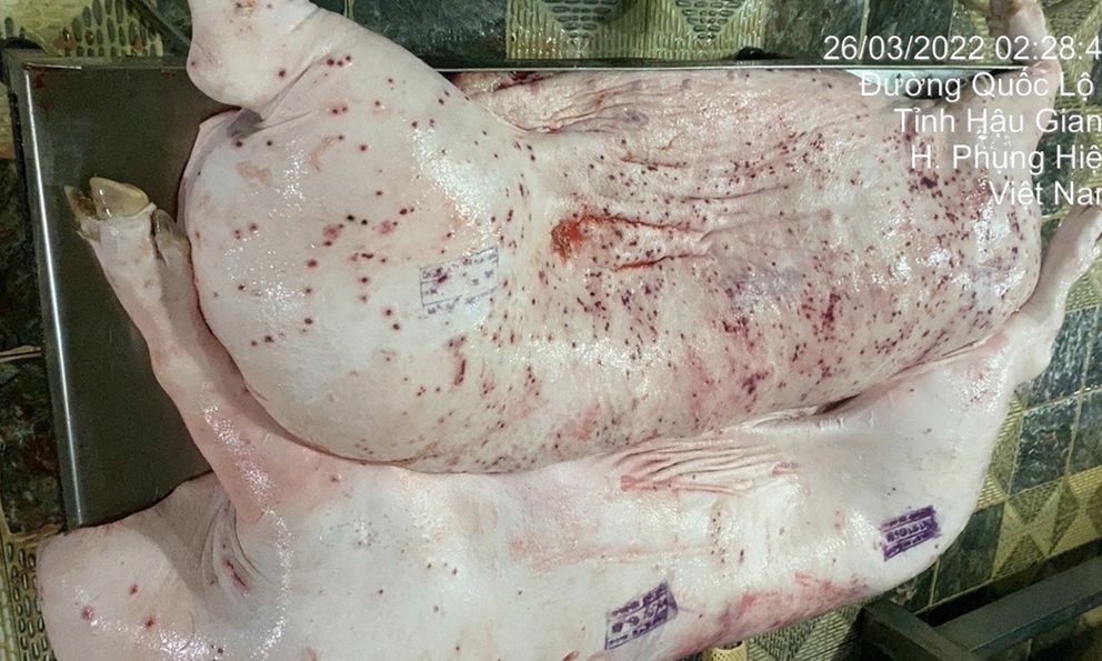 NÓNG: C.P. Việt Nam công bố kết quả giải quyết của công an liên quan tố cáo thịt heo bệnh 