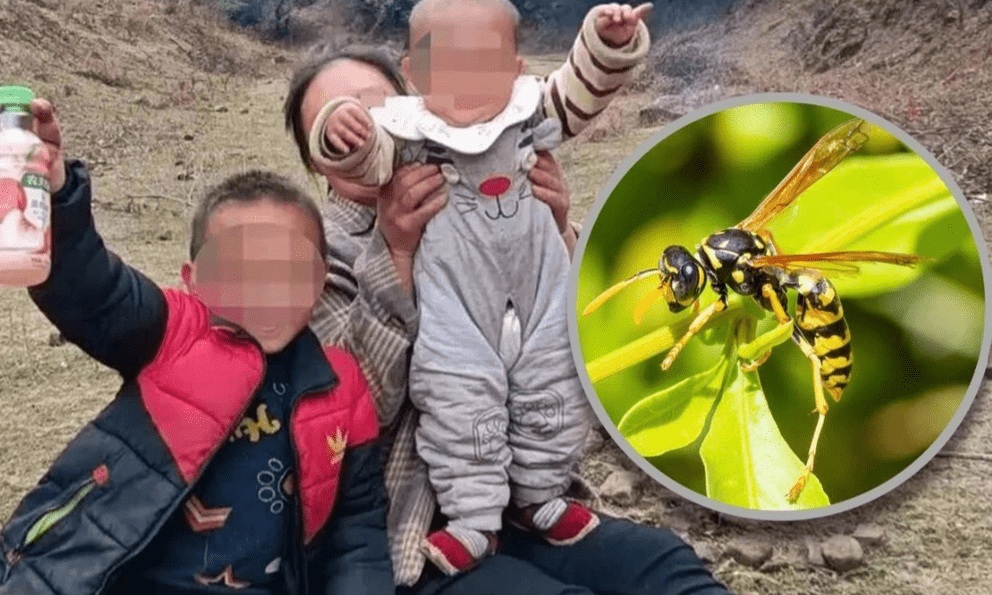 Đưa hai cháu ra ruộng ngô chơi, bà bàng hoàng phát hiện cả hai bị ong bắp cày đốt tử vong: Bé trai 300 vết, bé gái 700 vết