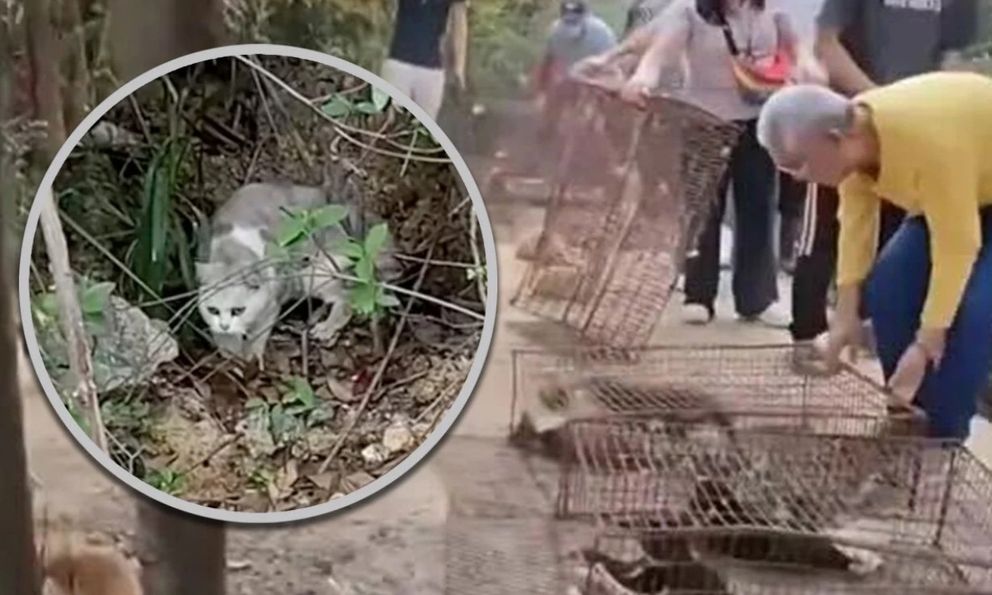 Điều tra nhóm người thả 1.100 con mèo xuống hồ nước để phóng sinh cầu phúc