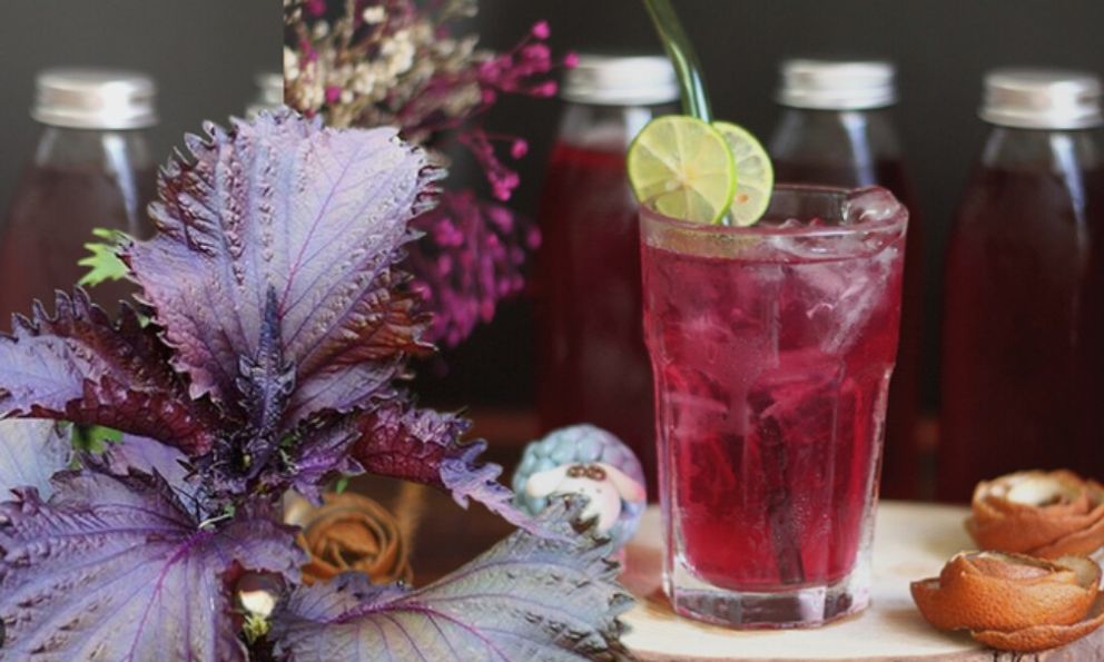 Có nên uống nước lá tía tô mỗi ngày để phòng và điều trị cúm A?