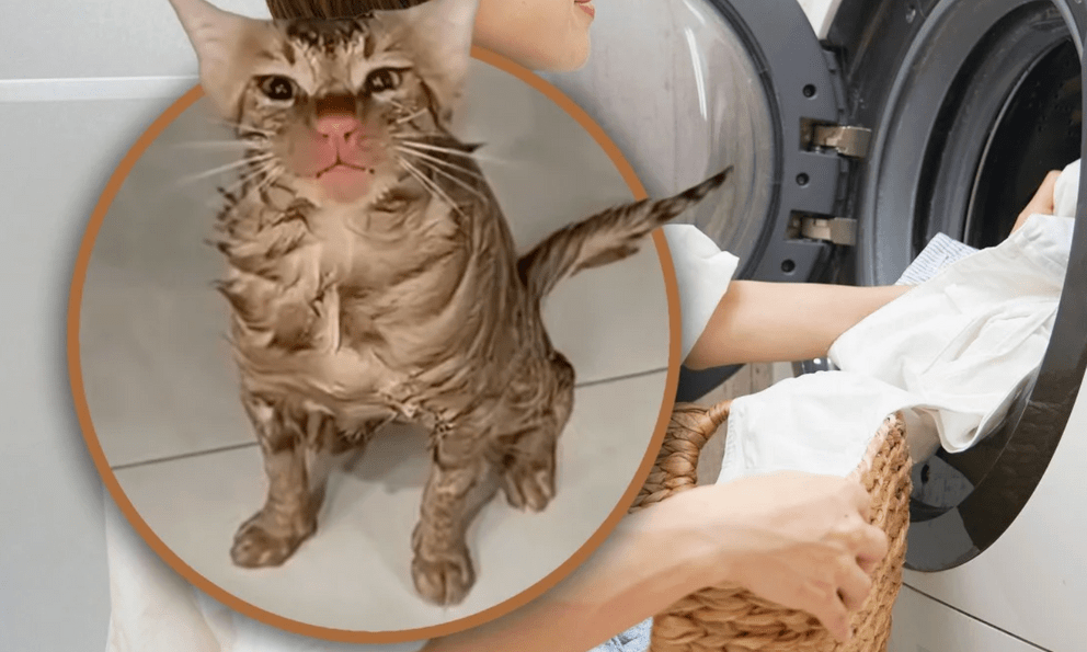 Mắc kẹt hơn 10 phút trong máy giặt đang quay, chú mèo sống sót kỳ diệu, chỉ bị chiếc mũi đỏ