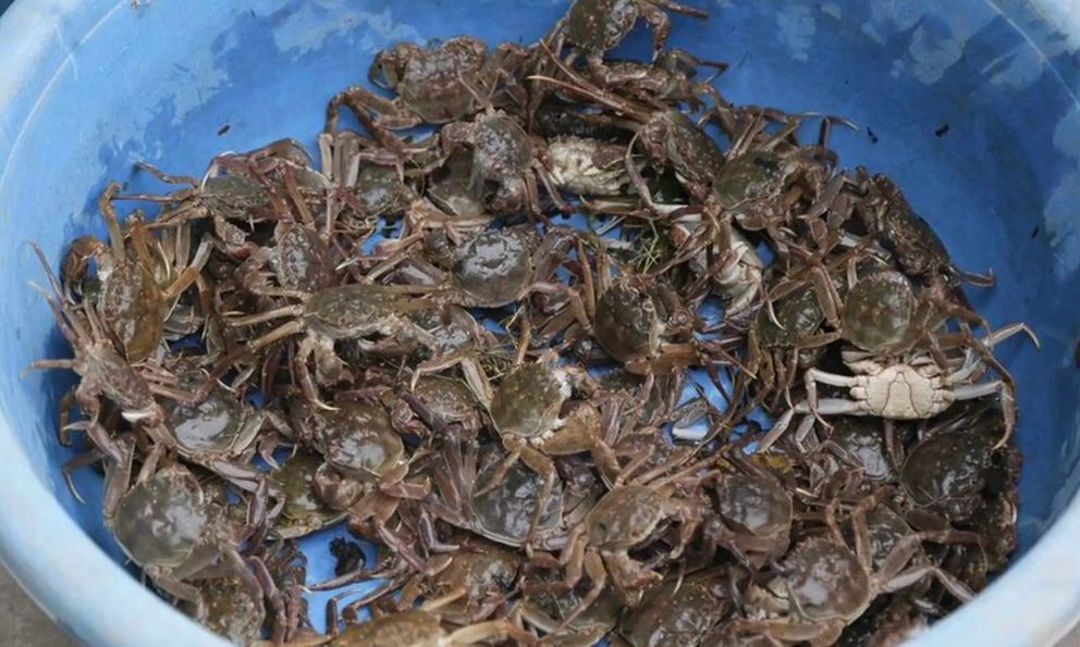 Bác sĩ BV Bạch Mai chỉ ra loại thực phẩm giàu canxi gấp 175 lần cá, 10 lần sữa, gấp 3 lần tôm: Bổ sung gấp vào thực đơn!