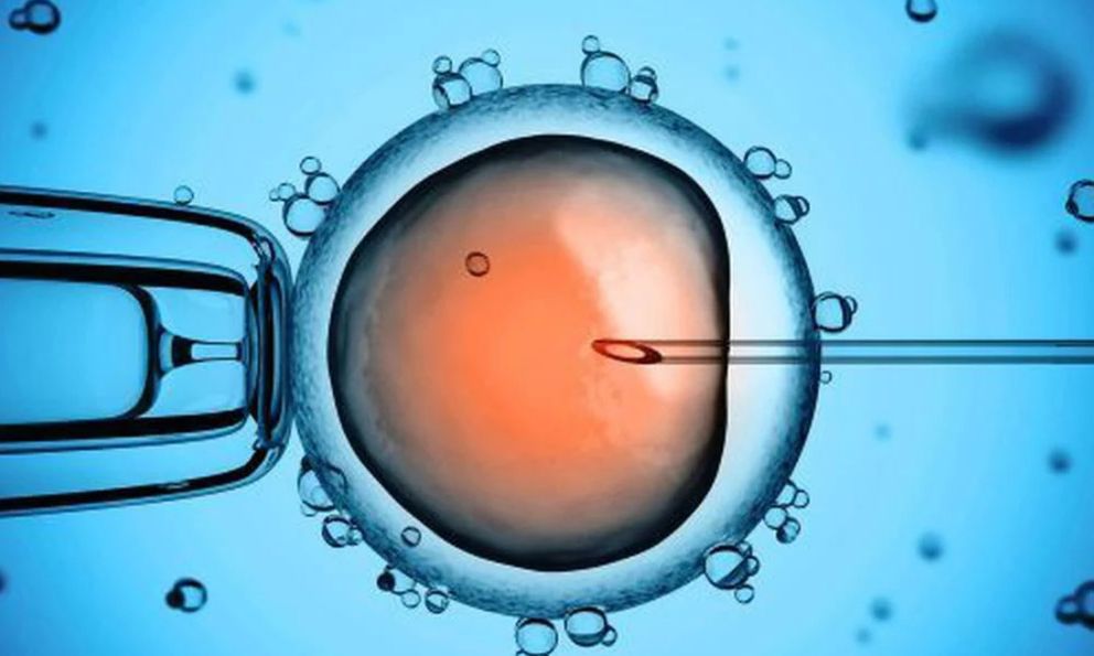 Sai sót y khoa khiến hàng triệu bố mẹ làm thụ tinh ống nghiệm IVF run sợ