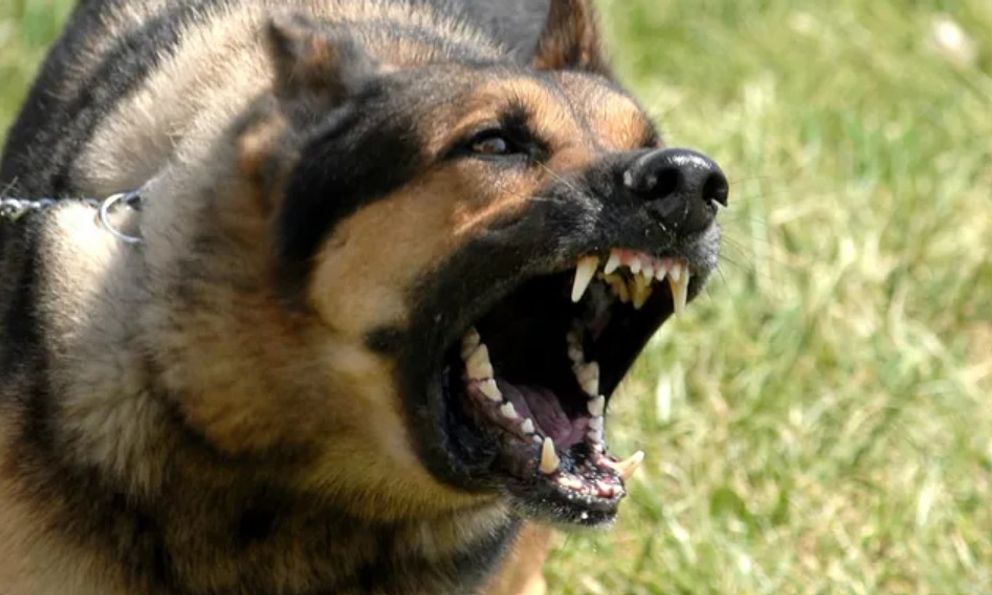 Kinh hoàng: Chó becgie cắn chủ nhà tử vong khi đang cho ăn