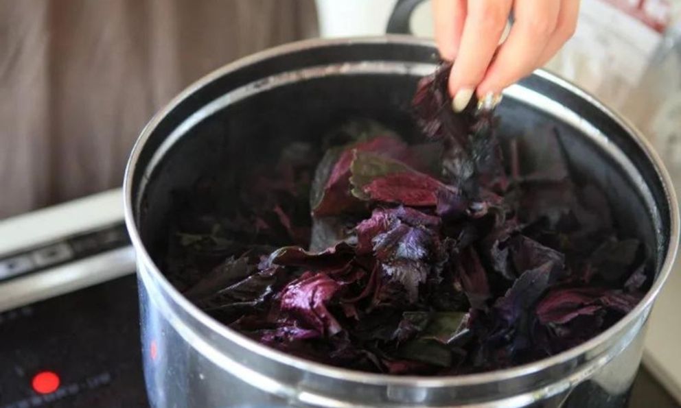 Uống nước lá tía tô thấy 7 sự khác biệt trong cơ thể