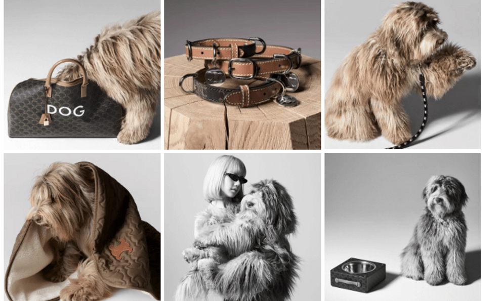 Từ sở thích đến nền kinh tế tỷ đô Pet Economy: Thú cưng trở thành 