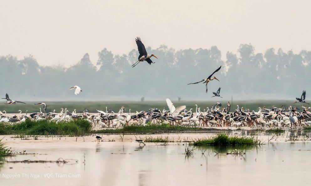 Xuất hiện loài chim quý hiếm, nguy cấp, nằm trong Sách đỏ thế giới ở Vườn Quốc gia Tràm Chim