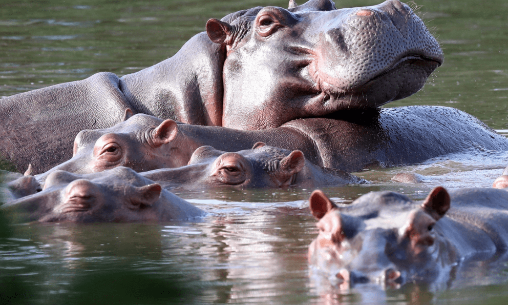 Tiêu hủy 80 cá thể hà mã