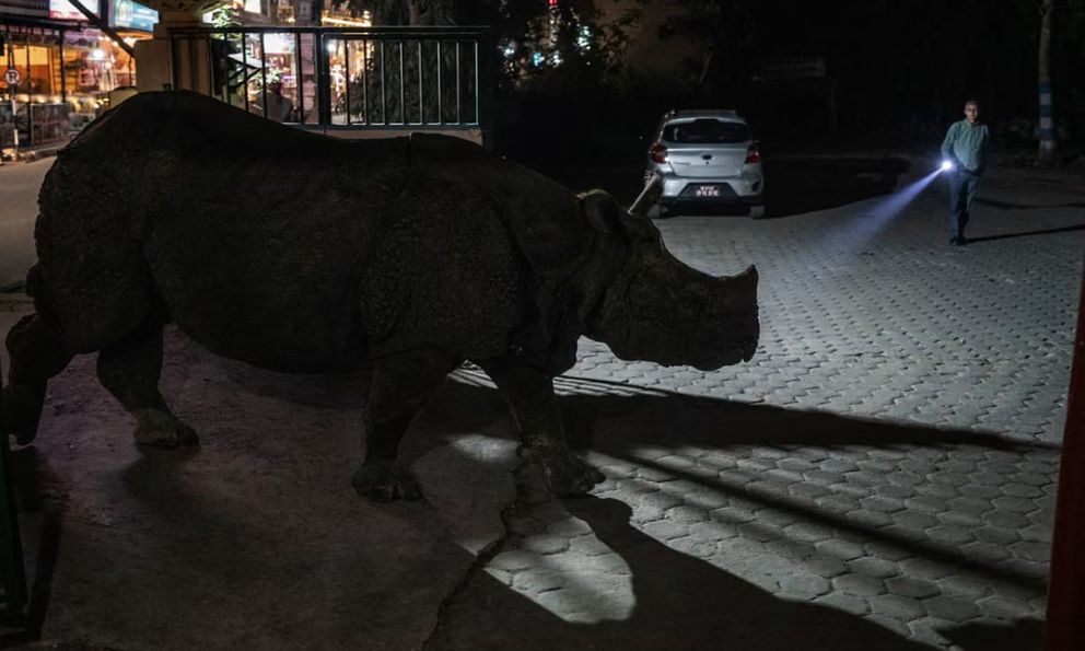 Hoảng hồn, tê giác đi ngang giữa phố