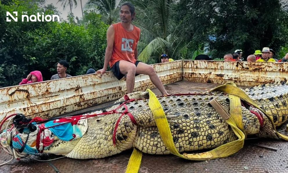 Nước lũ dâng cao, chùa ở Thái Lan dùng cần cẩu di chuyển cá sấu hơn 400kg