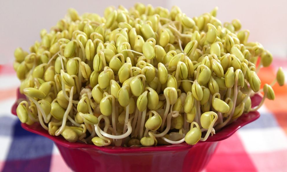 Sau vụ 2.900 tấn giá đỗ ngâm hóa chất tuồn ra thị trường, đây là 3 cách trồng giá đỗ đơn giản tại nhà, chẳng lo độc hại