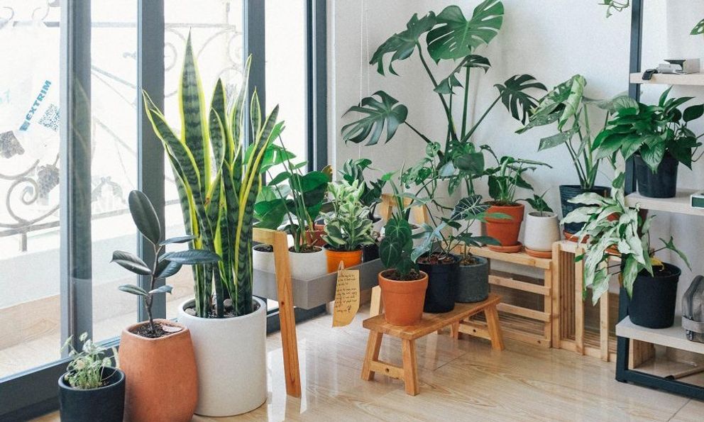 Không phải mê tín: 6 loại cây cảnh trồng trong nhà giúp cả gia đình “vượng khí”, detox không khí mùa lạnh