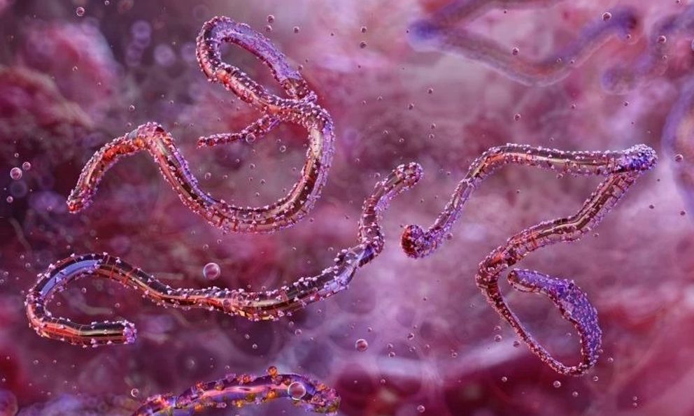 Loài virus gây tỷ lệ mất mạng đến 80% lại bùng phát