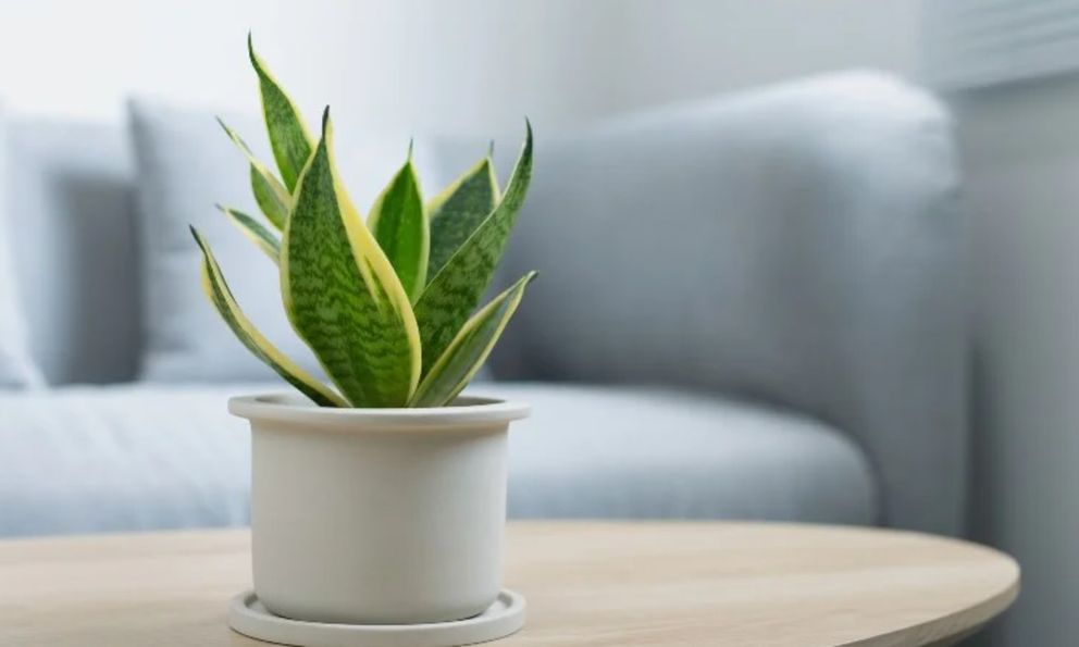 7 loại cây có khả năng hút khí độc, lọc sạch 85% không khí trong 24h, nên trồng ngay trong những ngày ô nhiễm nặng