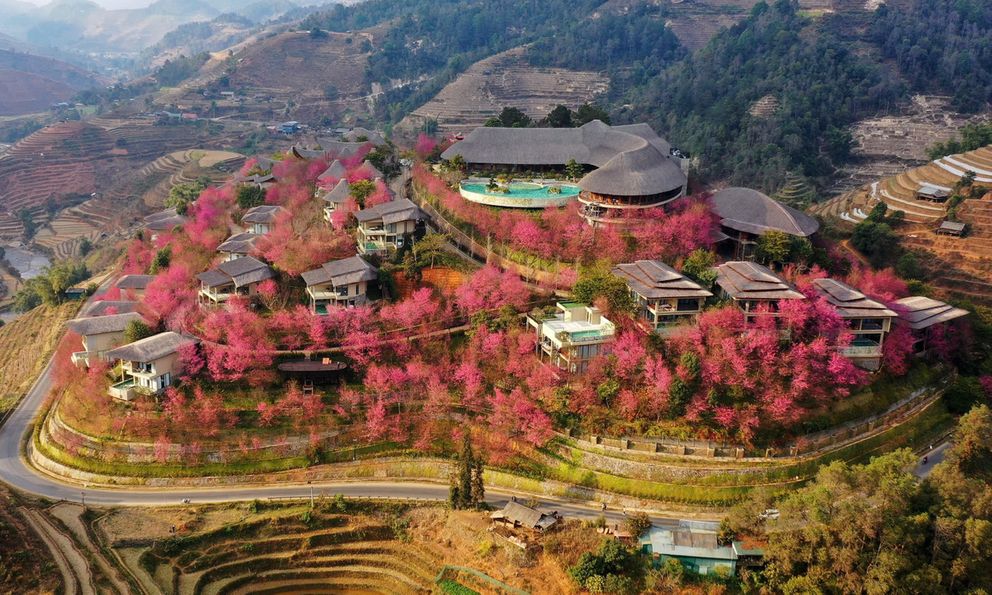 Giữa mùa hoa nở tại Garrya Mù Cang Chải