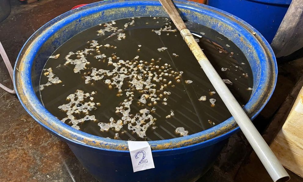 Dùng hóa chất làm xi măng biến 3.000 tấn ốc thối thành trắng trẻo, tươi giòn: Cảnh báo tổn thương nội tạng!