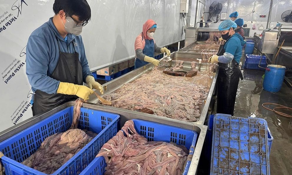 NÓNG: Phát hiện hơn 60 tấn lòng lợn cấp đông nửa năm, bốc mùi hôi thối chuẩn bị tuồn ra thị trường