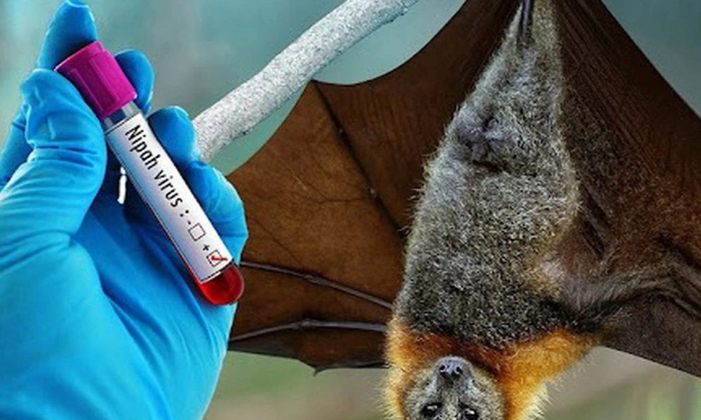 Từ loài dơi đến đại dịch: 4 bệnh truyền nhiễm nguy hiểm từng khiến thế giới báo động đỏ