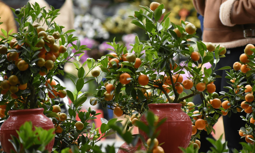 3 loại cây nhất định phải có trong nhà dịp Tết Bính Ngọ: Đỉnh cao hút may mắn, tài lộc 