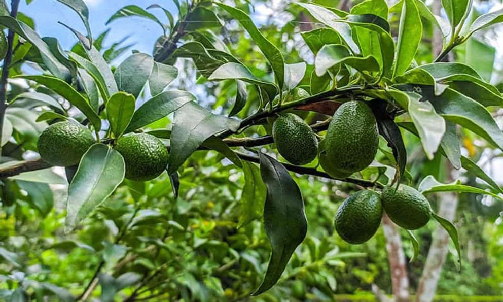 Lời khuyên cho tất cả những gia đình đang trồng cây bơ