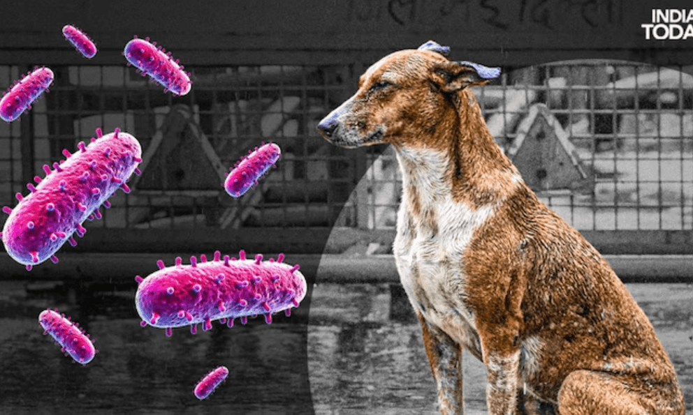 Xếp hạng: 10 loại virus nguy hiểm nhất thế giới theo tỷ lệ tử vong