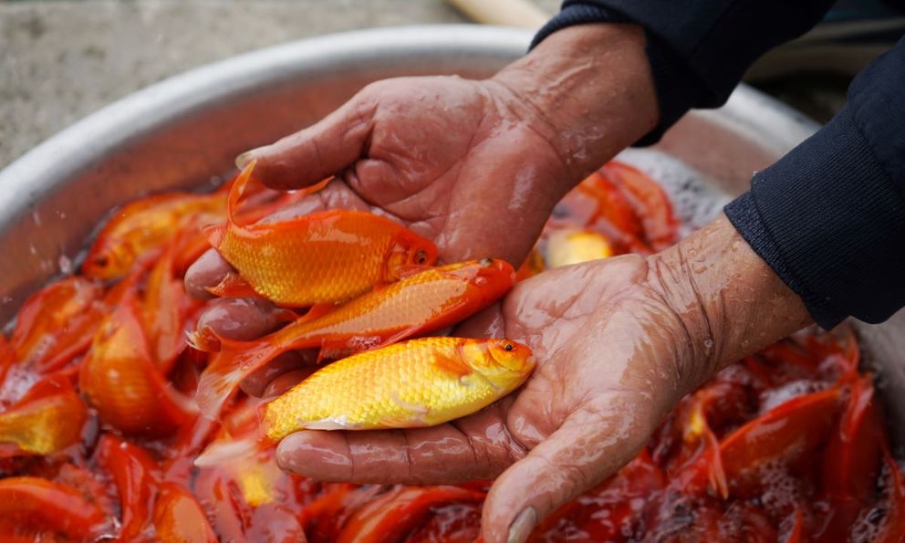Làng nuôi cá chép đỏ Tân Phong hối hả nhộn nhịp mùa Tết Ông Công, Ông Táo