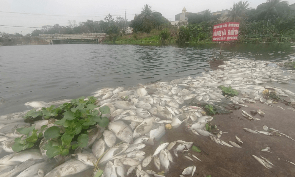 Làm rõ nguyên nhân cá chết hàng loạt trên suối Cổ Đam