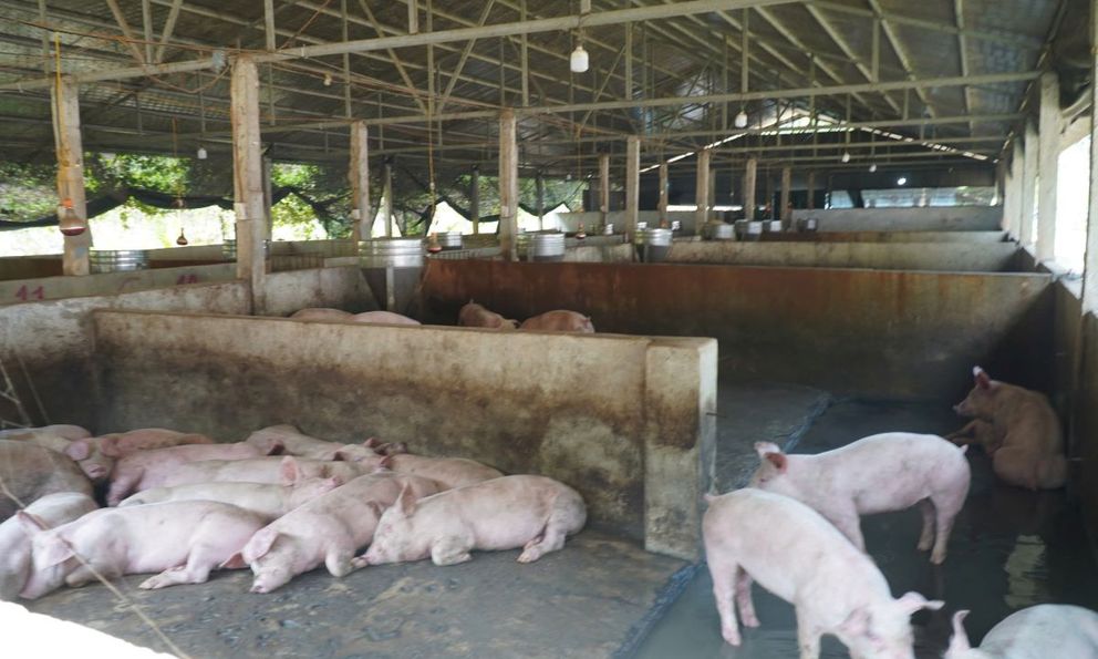 Trại lợn gây ô nhiễm bị xử phạt 8 triệu đồng, ngừng hoạt động
