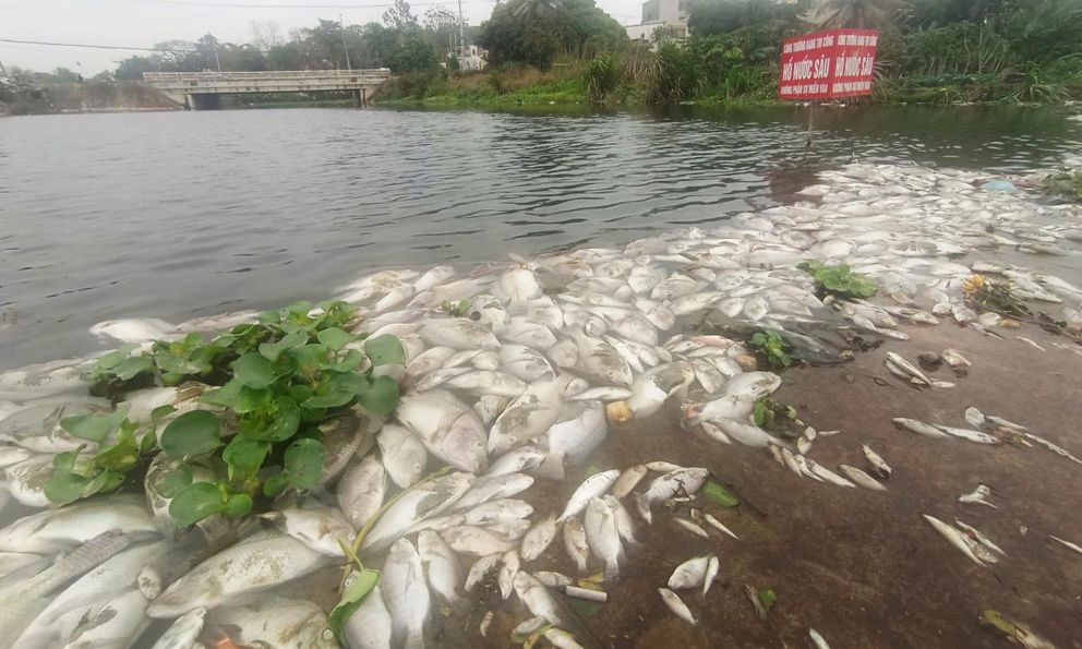 Chưa rõ nguyên nhân cá chết hàng loạt ở suối Cổ Đam